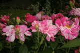 Rosa gallica 'Versicolor' RCP6-2013 242.JPG